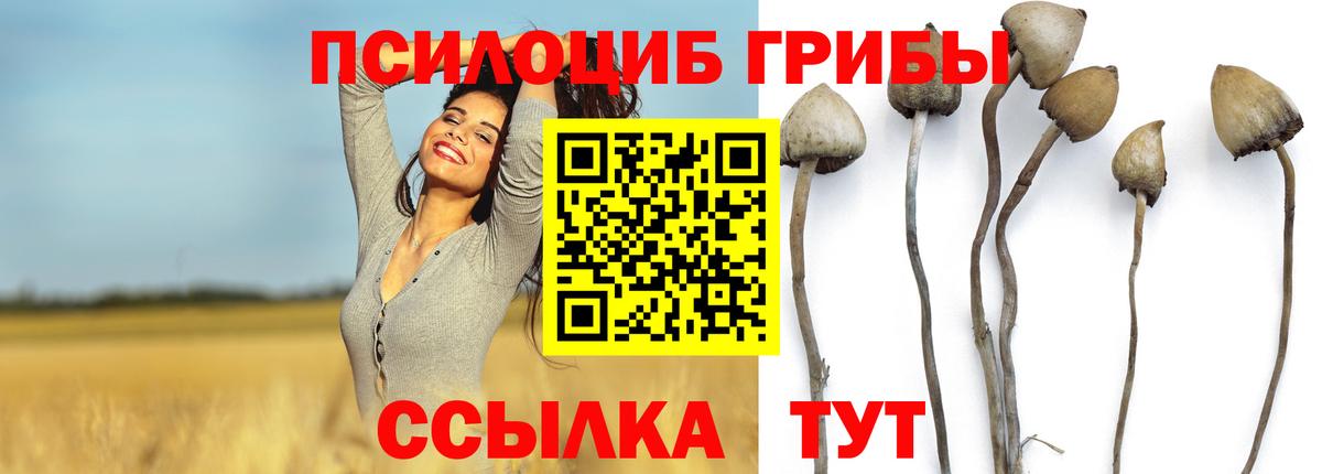 где можно купить   Вход с VPN  Елизово  Галлюциногенные грибы Magic Shrooms 